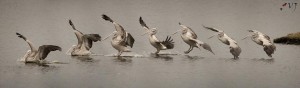 Landing Sequence Spot-billed Pelican - கூழைக்கடா